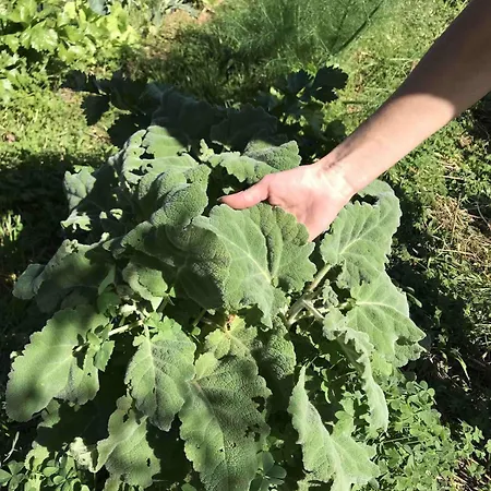 Luxury Country The Olive Grove * Капитана