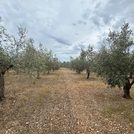 Villa Luxury Country The Olive Grove