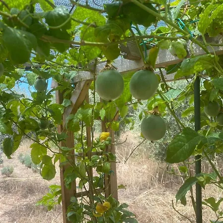 Luxury Country The Olive Grove *