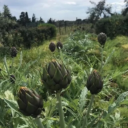 Luxury Country The Olive Grove