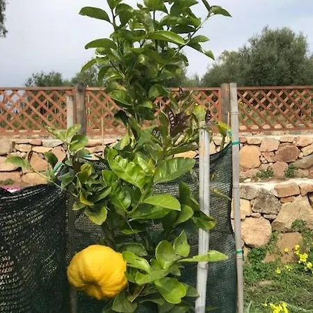 Luxury Country The Olive Grove