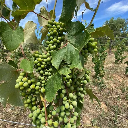 Luxury Country The Olive Grove *