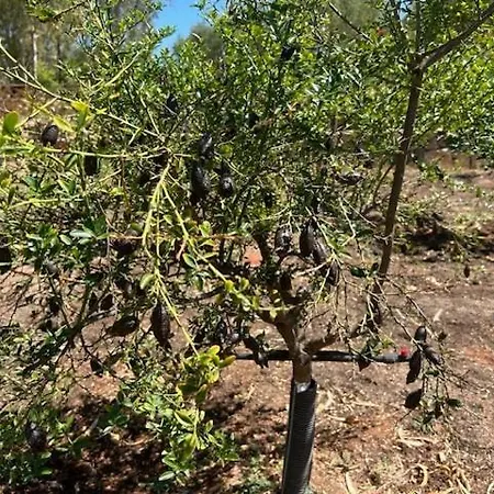 Luxury Country The Olive Grove *