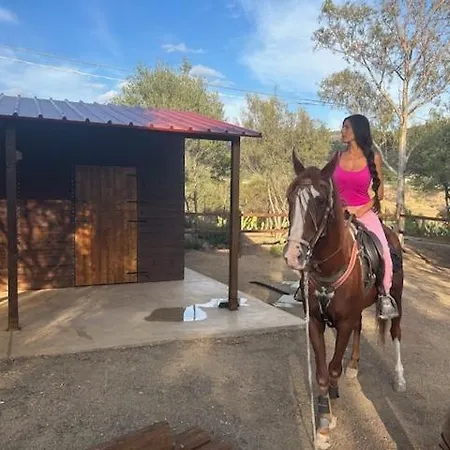Luxury Country The Olive Grove