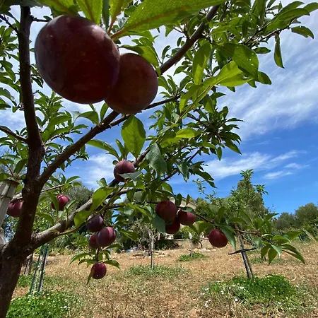 Villa Luxury Country The Olive Grove Capitana